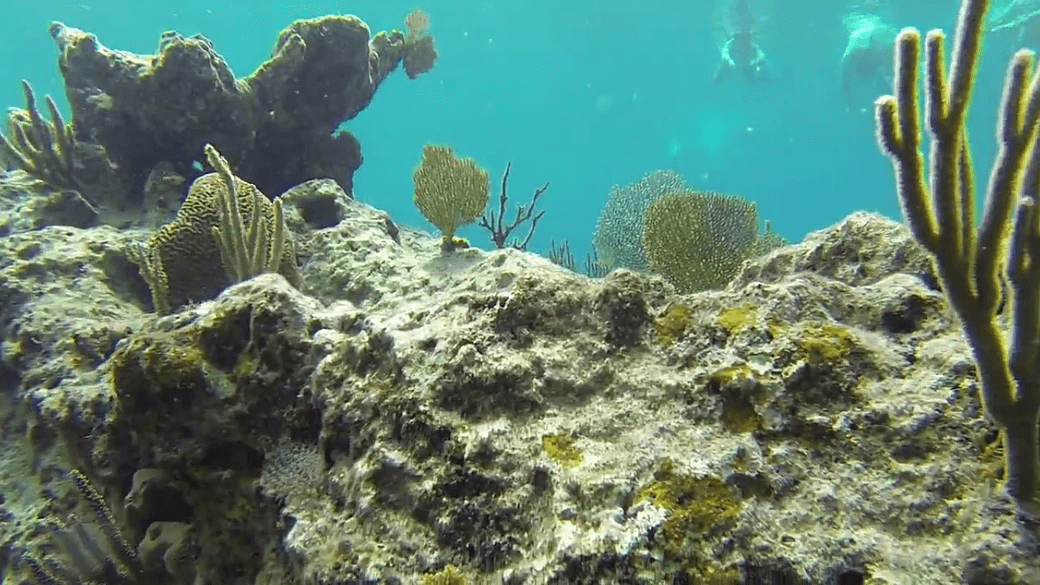 barrydeadmansreef