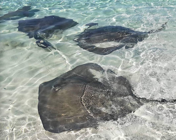 stringray neto e1755876366467